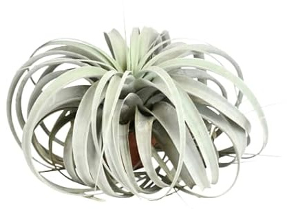 Tillandsia Xerographica XXL Planta del Aire Natural