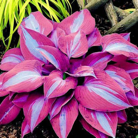 Hosta Bulbs Live, Easy Plant, Wedding Flowers, Hosta Plants for Sale, Ornamental Flowers, Hardy Perennial, Bulbs Mix, 6bulbs-k