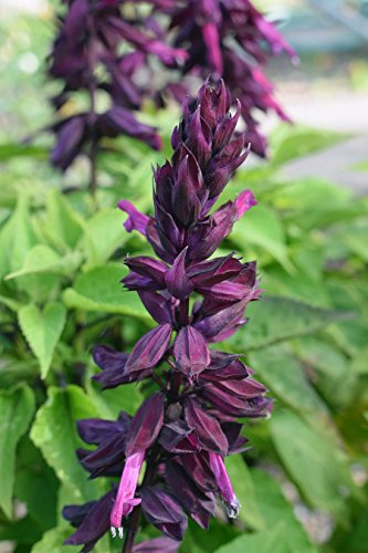 Salvia viola porpora, salvia tropicale - semi