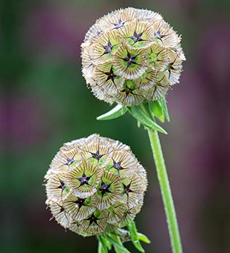 SCABIOSA STELLATA NR.30 SEMI