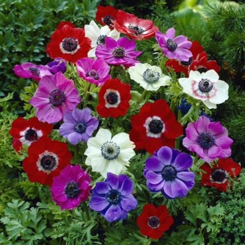 Bulbi da Fiore (10 X Anemone coronaria De Caen)