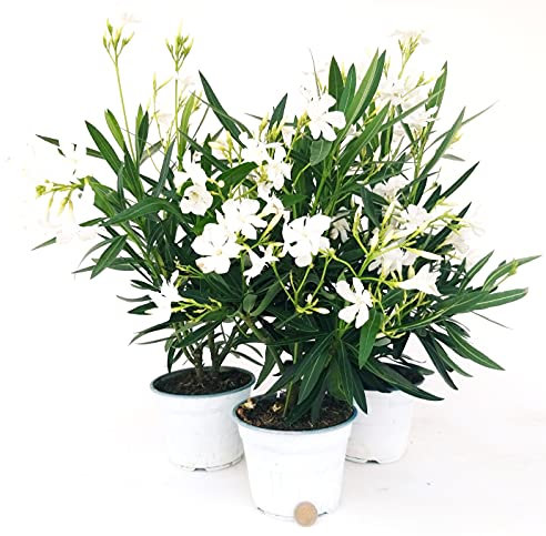 POWERS TO FLOWERS - OLEANDRO BIANCO, 3 PIANTE, vaso 15cm, piante vere