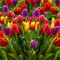 TulipáN Bulbos,Mezcla De Bulbos De TulipáN,Tulip Bulbos,TulipáN Raro, PlantacióN Exterior, Sencilla, Profesional.-25bulbos-F