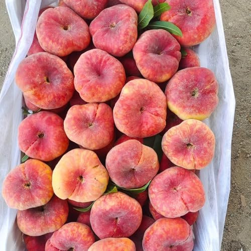 semi di pesco, per luoghi soleggiati Prunus persica, resistenti all'esterno giardino colonnare 30pcs