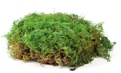sphagnum-shop.com Farnmoos konserviert für Moosbilder Dekomoos Premium Qualität Grün Windowbox 0,2m²