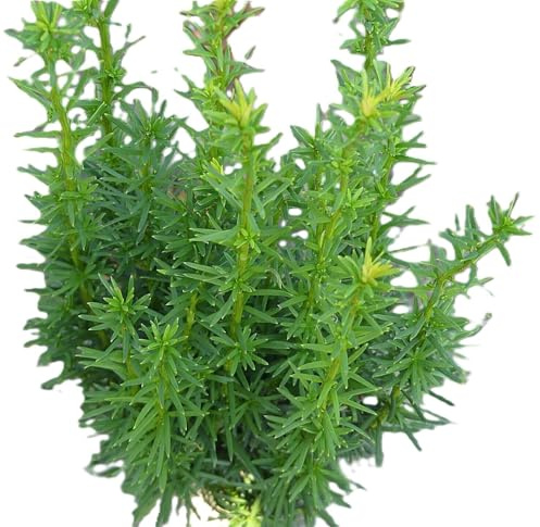 Säuleneibe Eibe Taxus Fastigiata - Robusta - 50-60 cm winterhart Freilandaufzucht