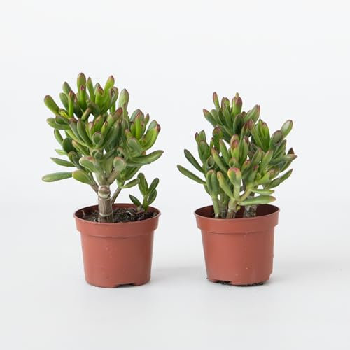 Plant in a Box - Pianta di Giada - Set 2 - Crassula ovata 'Gollum' - Altezza 15-25 cm - Vaso 12 cm - Succulenta - Verde