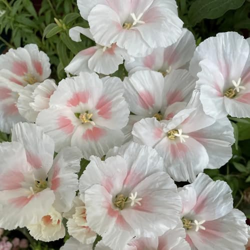 Sommerazaleensamen, blumensamen alte sorten schmetterlingswiese bodendecker für sonnige plätze exotische seltene 400pcs