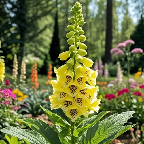 fingerhut winterharte stauden dauerblüher bonsai topf schmetterlingsflieder balkonpflanzen frühling schnittblumen blumendeko pflanztöpfe kräutersamen pflanzensamen exotisch 50samen