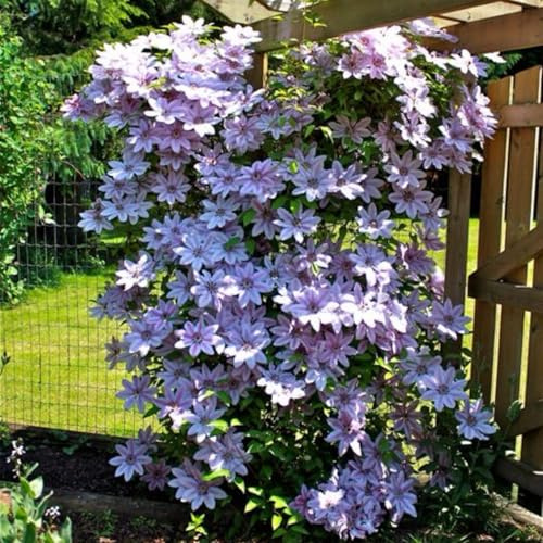 Selten Clematis-Rhizom, Überraschend wachsend, Winterhart Mehrjährig, Geeignet für Frühling und Herbst, Kein Gießen Erforderlich, Leicht Zu ZüChten-15 Rhizom-B