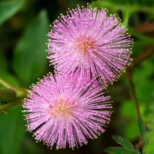 Mimosen - bodendecker balkonpflanzen seltene für sonnige plätze blumensamen exotische stauden winterhart mehrjährig zimmerpflanzen bio schmetterlingswiese gartendeko für draußen 30Samen