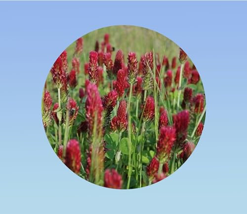 440 Graines de Trèfle Incarnat : Engrais Vert, Fourrage et Fleur Éblouissante
