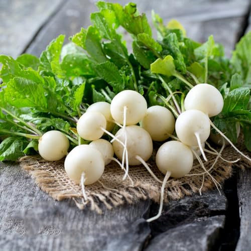 Semi di ravanello - Raphanus sativus, interno in vaso biologici, varietà antiche giardino arredamento del soggiorno balcone 100pcs
