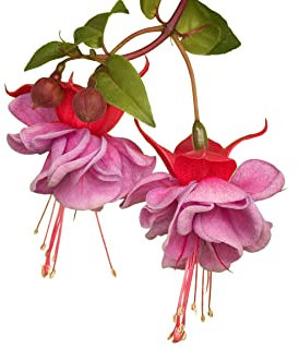 Fuchsia Plants, 'Heidi Anne', 1 x Full Plant in 1 Litre Pot, Fuchsias, Garden Flowers, Fuchsia, Garden Ready, Ready to Plant, Premium Quality Garden Perennial