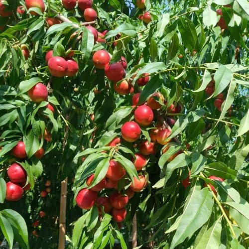 Semi resistenti del pesco、semi di pesca、 semi di, resistenti per il giardino vaso per, albero per giardino da frutto colonnari, semi di da 3pcs