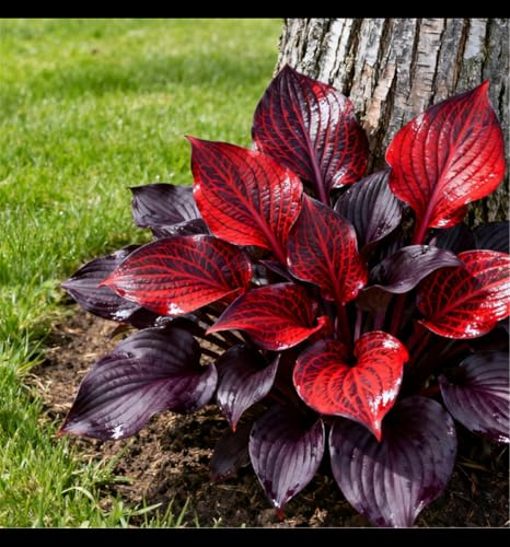 Hosta tollerante all'ombra/Garden Corner Landscaping/Perenne tollerante all'ombra e al freddo-4 PCS-D