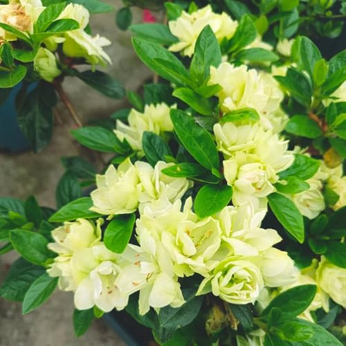 Semillas de azalea, Rododendro, semillas de para invitados variedades antiguas raras perennes 300pcs