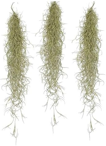 Plant in a Box - Tillandsia Usneoides - 3er Set - Spanisches Moos - Tillandsien - Zimmerpflanzen - Luftpflanzen - Höhe 25-40cm