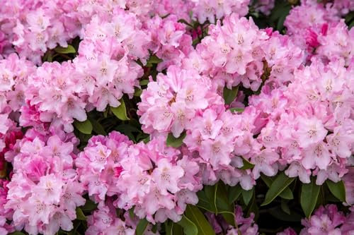Rhododendron yakushimanum Tina Heinje 30-40 cm immergrün winterhart