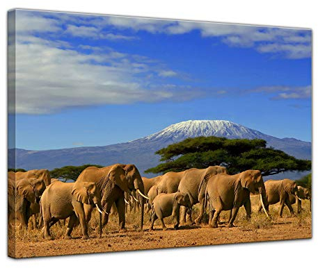 Bilderdepot24 Bild auf Leinwand | Elefanten am Kilimandscharo in 120x90 cm als Wandbild XXL | Wand-deko Dekoration Wohnung modern Bilder | 202301