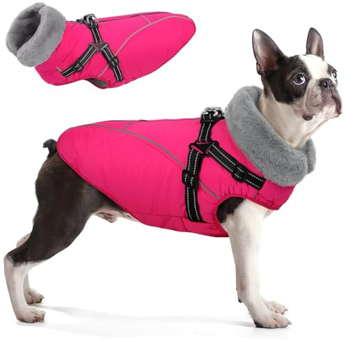 Queenmore Hundemantel Dackel, Hundejacke Mit Geschirr Winter Wasserdicht | Wintermantel Hund Für Französische Bulldogge/Staffordshire Terrier Für Schnee und Regen (Rose, M)