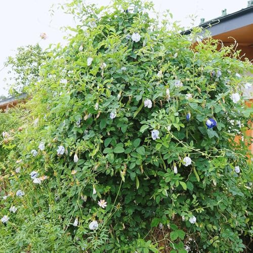 semillas de guisante mariposa - primavera, silvestres Clitoria ternatea jardín rocas resistentes para camas elevadas, colgantes Vides 500pcs