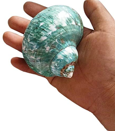 Conchas turbo pulidas de gran tamaño Turbo verde conchas de mar DIY decoraciones originales artesanía mar natural acuario decoraciones caracol