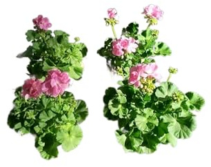 Geranio Rosa |Pack 4 Unidades |DECOALIVE | Geranios con Flores Rosadas