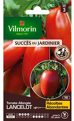 Tomate Lancelot HF1 - Graines d'Exception