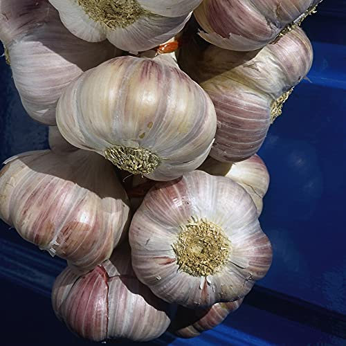 Garlic Bulbs for Planting UK Autumn 'Eden Rose' Garden Plant Hardy Bulb Vegetable Plant Autumn Planting 4 Bulbs by Thompson & Morgan (4)