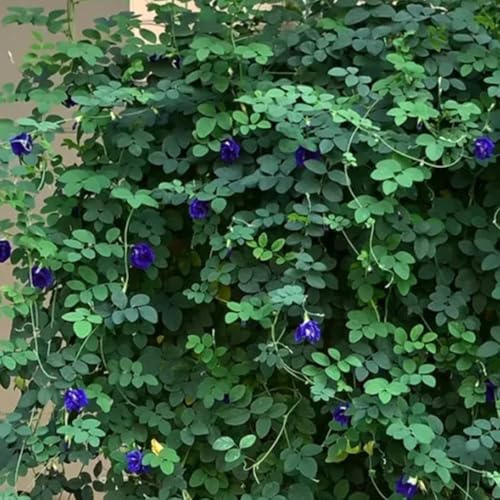 semi di pisello farfalla, Clitoria ternatea, resistenti all'esterno da balcone, giardino sono 300pcs