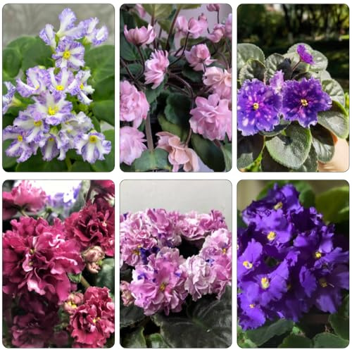 violeta africana - semillas de silvestres, siembra de otoño decoración balcón silvestres, siembra otoño, violeta 500pcs