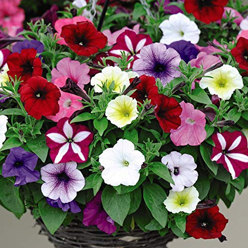 Petunia Plants Ready to Plant ‘Easy Wave Ultimate Mixed’ Garden Plant, Half-Hardy Annual, Flowering Garden Plants, Easy to Grow Your Own Garden Flower Plants, 42 x Plug Plants by Thompson and Morgan
