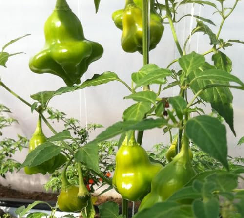 Vegetable - Chilli Pepper - Hot Bishops Crown - 20 Seeds