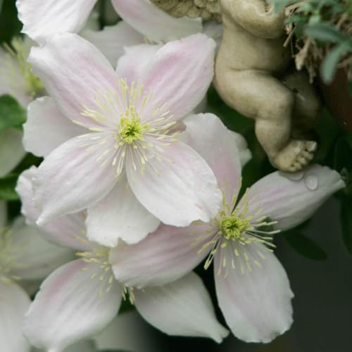 YouGarden Clematis montana 'Elizabeth', 3 x 7cm Pots, Climbing Garden Plant, Spring to Summer Flowering, Fully Hardy