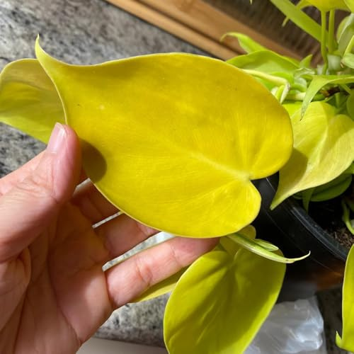 semi di pothos recisi in vaso raro giardino roccioso 80pcs