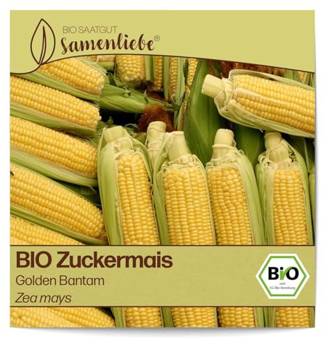 Samenliebe BIO Zuckermais Samen alte Sorte Golden Bantam süßer Traditionsmais großer Mais gold gelb 30 Samen samenfestes Gemüse Saatgut für Gewächshaus Freiland und Balkon BIO Gemüsesamen