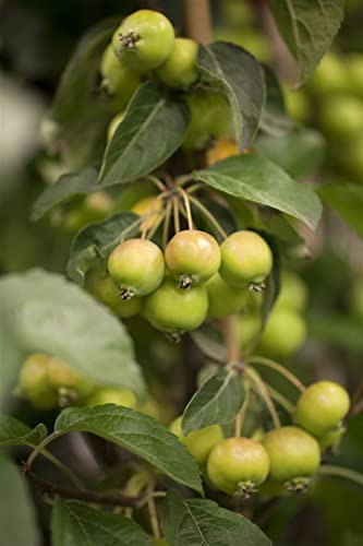 Malus 'Golden Hornet' Apfelbaum C9 80-100cm - Zierapfel mit goldgelben Früchten, Robust & Pflegeleicht