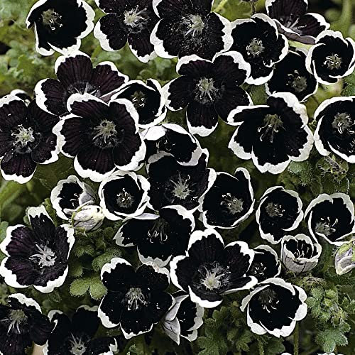 Nemophila Seeds menziesii 'Pennie Black' Baby Blue-Eyes 'Penny Black' Hardy Annual Purple/Black and White Blooms Easy To Grow Your Own Outdoor Garden Flowers (Approx. 250 Seeds) by Thompson and Morgan