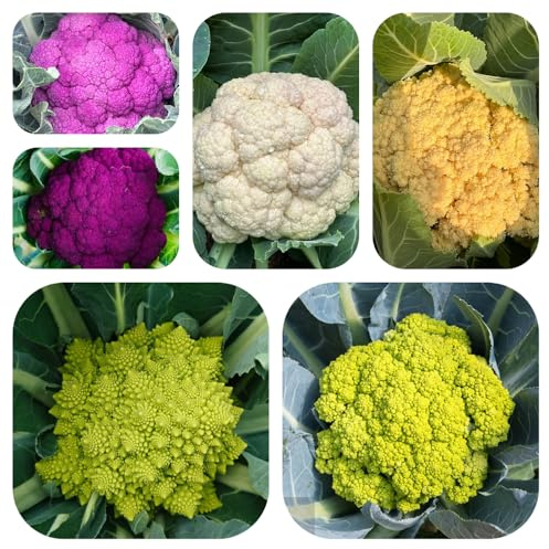 semillas de coliflor - tradicionales jardín balcón bancal elevado 300pcs