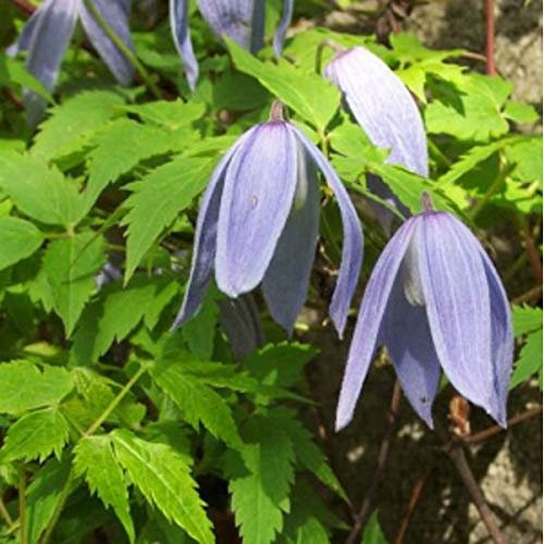 Clematis Alpina- Clématite des alpes 50-60 cm en conteneur