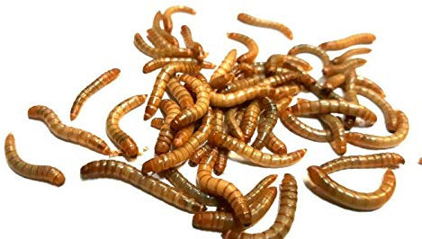 Mehlwürmer lebend Zoo-Papp 500g in Box | lebendige Würmer für Reptilien | lebende Mehlwürmer kaufen