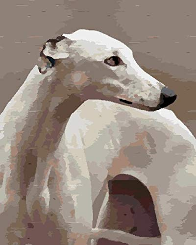 Pintar por Numeros Adultos Niños Galgo Italiano Cuadros por Numeros con Pinceles Lienzo y Pinturas Acrilicas, DIY Kit Conjunto Completo de Pinturas para el Hogar Cuadros(40 * 50cm, Sin Marco)
