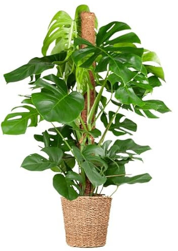 Monstera Deliciosa – Köstliches Fensterblatt – Zimmerpflanze – 120 cm – Ø24 cm – inkl. Pflanzkorb Torun – Trendige Blattstruktur, pflegeleicht, tropisches Flair