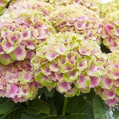 GreenboutiQ - Plante de terrasse - Hortensia - Hydrangea Magical Jewel Pink - Rose - 6-10 Fleurs - Pot 23cm Hauteur 55cm