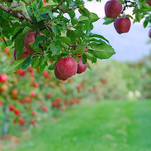 Bulbi Di Mele Il Frutto Della Mela è Abbondante E Adatto Alla Raccolta Vigorose Attirano Impollinatori Con Caratteristiche Uniche Adatte Per La Coltivazione All'Aperto-2bulbs-C
