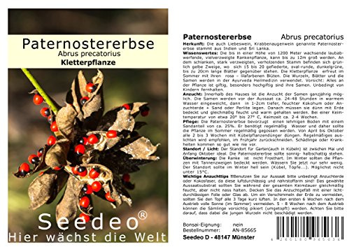 Seedeo® Paternostererbse (Abrus precatorius) 20 Samen