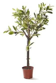 Árbol del Olivo el Tesoro Natural para Espacios Exteriores