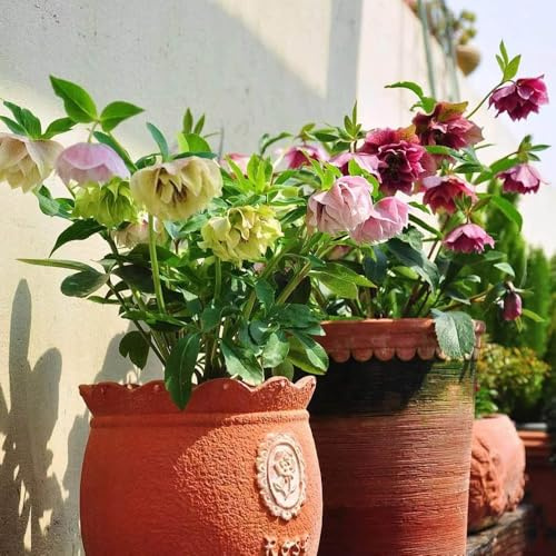 christrosen kaufen - balkon, winterhart bodendecker garten bio 50samen