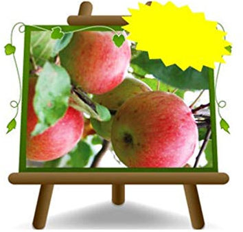 EURO PLANTS VIVAI Melo Mela Rosa – Pianta da Frutto Antico su Vaso ø 26 cm - Altezza 180~200 cm - Età 4 Anni